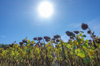 /album/mont-vully-wistenlacher-berg-17-september-2025/mont-vully-murtensee-17-09-2025-38-jpg/